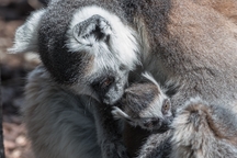 V Zoo Praha se narodilo mládě lemura kata. První po 25 letech